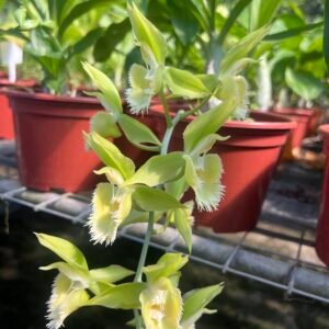 Samambaia Avenca