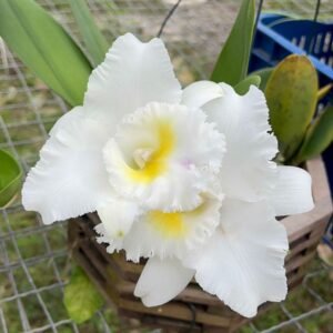 Cattleya Híbrido