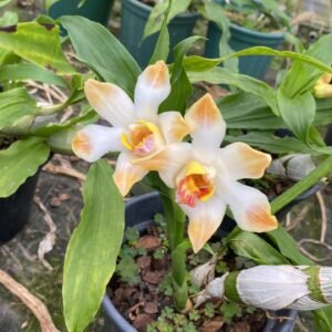 Chysis Bractescens
