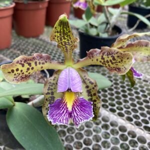 Cattleya schilleriana coerulea