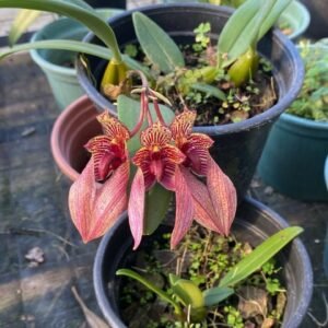 Bulbophyllum Bicolor Yellow x Bulbophyllum Frostii ( Adulta )