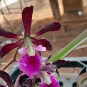 Encyclia Rio Clarense ( Adulta )