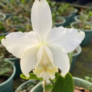 Cattleya loddigesii alba ( Adulta sem flor )