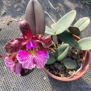 Cattleya schilleriana tipo ( Adulta )