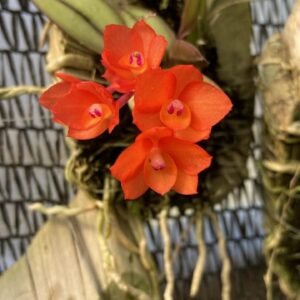 Sophronitis flava x cernua ‘Paraguia