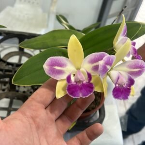 Rhyncholaeliocattleya Yen Corona ( Adulta )