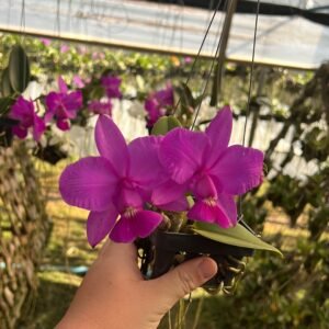 Cattleya walkeriana 'Dayane Wenzel x Ivanoé x Marcelo Terra'  ( Adulta )