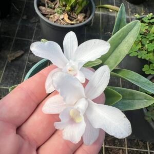 Cattleya bowringiana var. caerulescens ( Adulta )