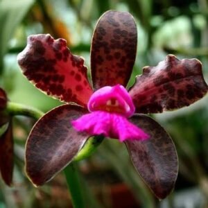 CATTLEYA LEOPOLDI DARK PRINCESS ( Adulta )