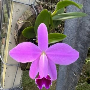 Laelia pumila Tipo ( Adulta )