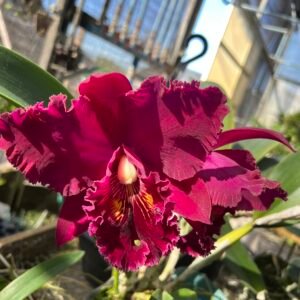 Blc. Chia Lin 'New City' ( Adulta )