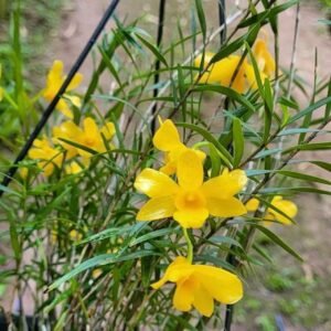 Dendrobium hancockii (  adulta medio porte )