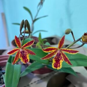 EPC Volcano Trick ( Adulta )