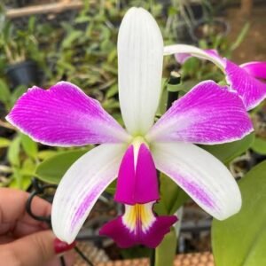 Cattleya violacea flamea ( Adulta ) ( madeira )