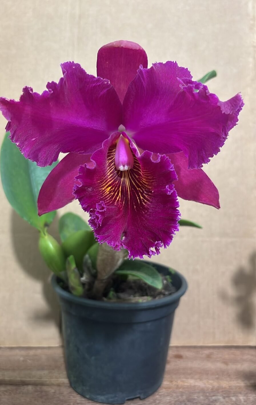 Blc. Chia Lin 'New City' ( Adulta ) - Flora Kadoguchi