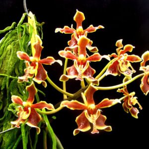 Paraphalaenopsis labukensis ( Pre Adulta )