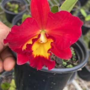 HIBRIDO Cattleya Blc. Toshie Aoki ( Adulta - medio porte )
