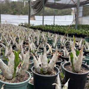KIT Catasetum 3 unidades ( SEM ID )