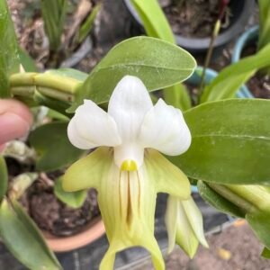 DENDROBIUM UNIFLORUM ( adulta sem flor )