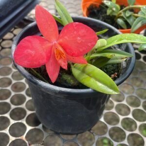 Sophronitis ‘Arizona’ ( ADULTA )