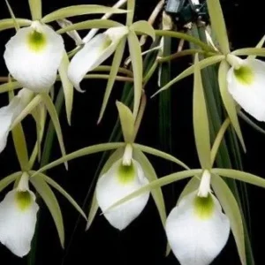 Brassavola tuberculata ( ADULTA  )