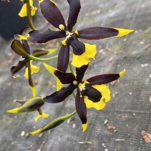 Brassidium Tigir Lily Negro ( ADULTA SEM FLOR ) ( TOSSEIRA )