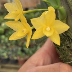 sophronitis cernua amarela x Tipo Paraguai ( CONFIRMADA ADULTA )