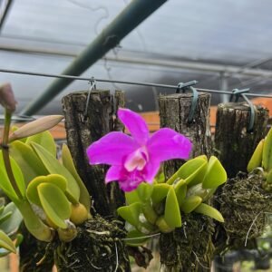 Cattleya sincorana tipo