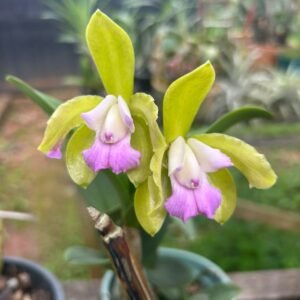 Leopoldi Lilacina (ADULTA)