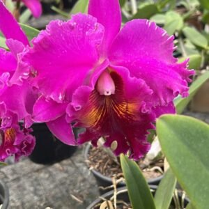 BLC Lucky Strike X BLC Chia Lin ´ NEW CITY