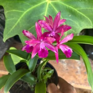 Cattleya Suzuki Red Star (ADULTA) (HIBRIDO)