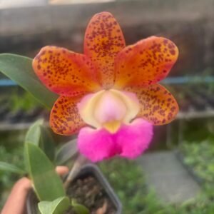 SlC Amigo Aniel "coral" (PRE ADULTA)