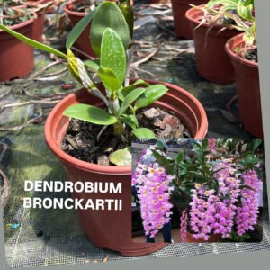 Dendrobium bronckartii