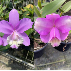 Kit Cattleya Lodgessi Puntata x alba e Cattleya Lodgessi trilabelo