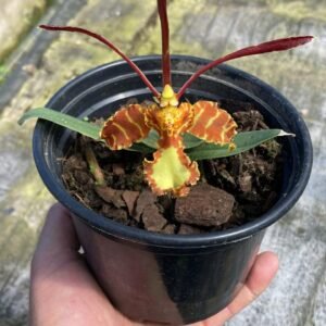 Psychopsis Mendenhall