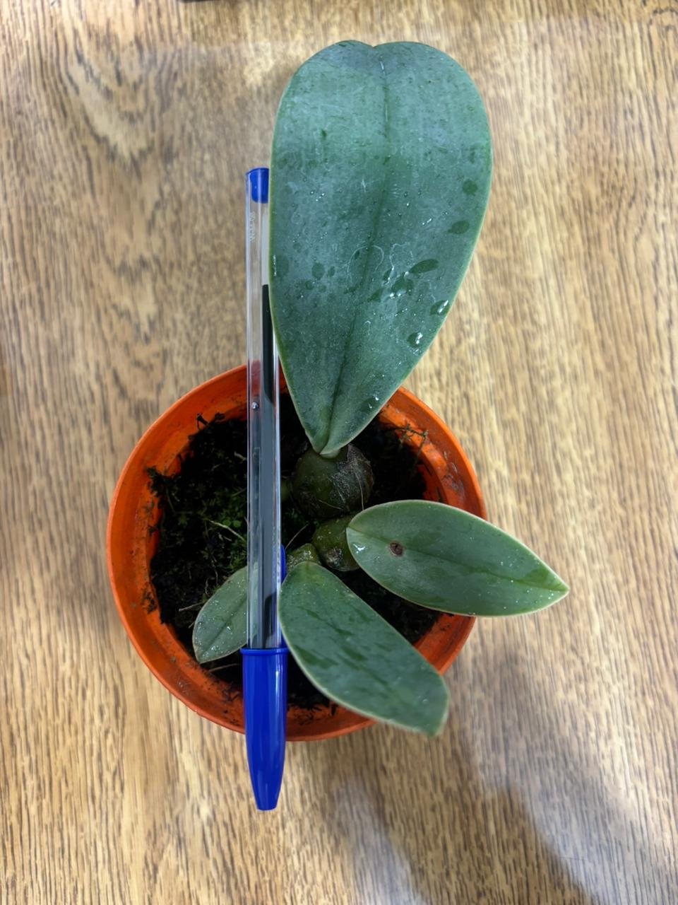 foto vegetal macrobulb